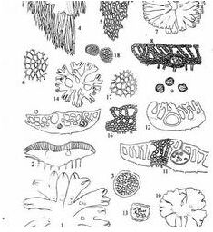 凹面錢苔 凹面錢苔