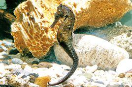 庫達海馬 庫達海馬