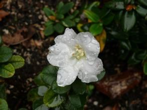 石生杜鵑 石生杜鵑