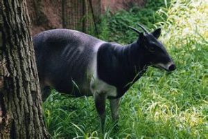 詹氏小羚羊 詹氏小羚羊