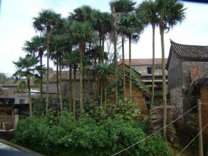 大龍瑤寨自然村