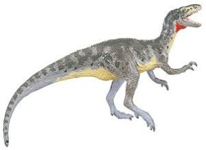 肉食龍次亞目 肉食龍次亞目