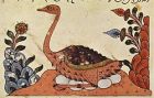 阿拉伯駝鳥繪圖