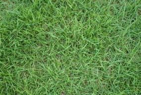 東川早熟禾 東川早熟禾