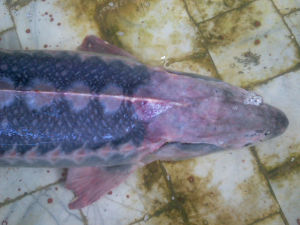 錫爾河擬鏟鱘 錫爾河擬鏟鱘