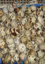 （圖）網上菜場