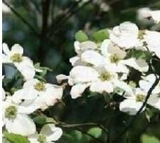 單室茱萸屬 單室茱萸屬