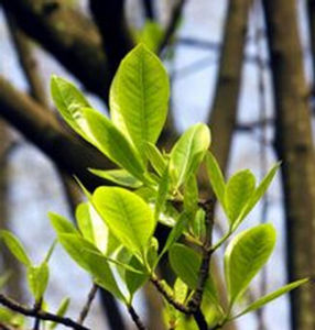 蒲桃葉冬青 蒲桃葉冬青