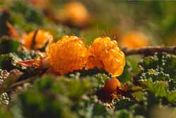 玉山懸鉤子(圖三)