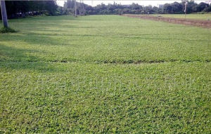 興地油1號 興地油1號