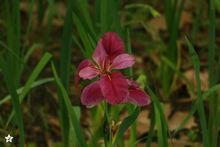 路易斯安娜鳶尾
