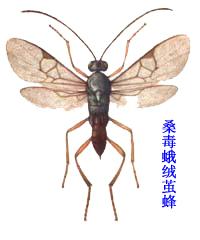 桑毒蛾絨繭蜂 桑毒蛾絨繭蜂