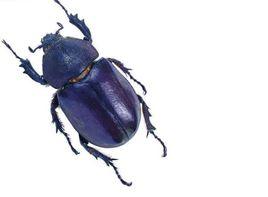 橡膠木犀金龜 橡膠木犀金龜