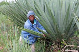 劍麻[植物名稱]