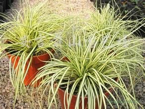 林氏苔草 林氏苔草