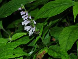 長葉丹參 長葉丹參