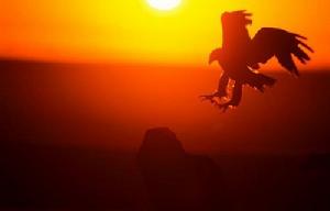 研究發現:哈斯特鷹曾獵食人類來源:網易探索