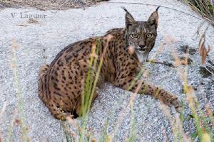 西班牙猞猁 西班牙猞猁