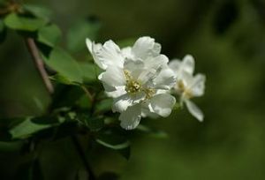 白鵑梅屬 白鵑梅屬