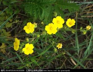 星毛委陵菜 星毛委陵菜