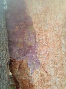 紫檀玉化 紫檀玉化