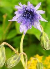 大花毛鱗菊 大花毛鱗菊