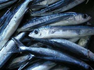 布氏須鰨 布氏須鰨