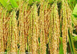 有機農作物 有機農作物