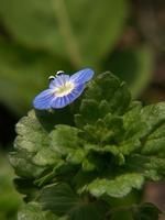 絲莖婆婆納 絲莖婆婆納