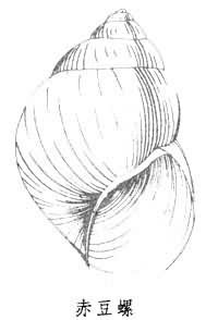 豆螺屬 豆螺屬