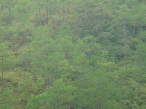 嘎里寨自然村 嘎里寨自然村