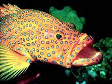 紅石斑魚