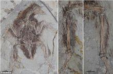 會鳥化石可顯示前肢和後肢長有羽毛