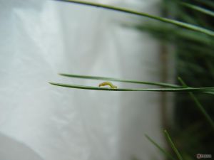 焦藝夜蛾 焦藝夜蛾