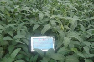 長農39號 長農39號