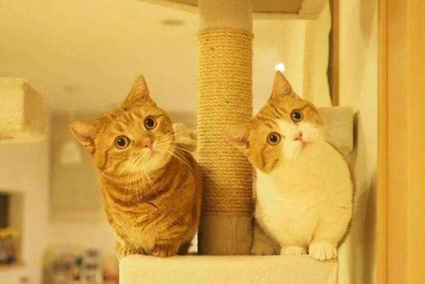 為什麼越來越多人開始養貓？因為這個“歪頭殺”