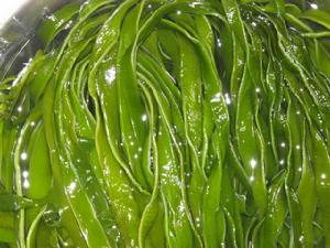 大連裙帶菜 大連裙帶菜