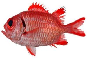 台灣鋸鱗魚 台灣鋸鱗魚