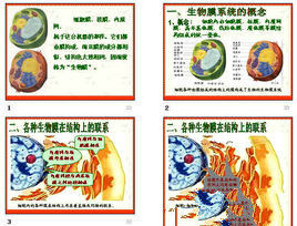 細胞的生物膜系統 細胞的生物膜系統