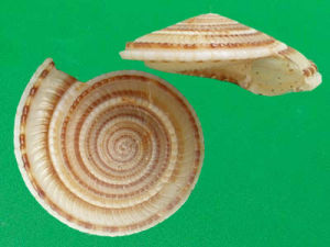 放射車輪螺 放射車輪螺