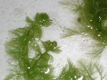 雙形狸藻