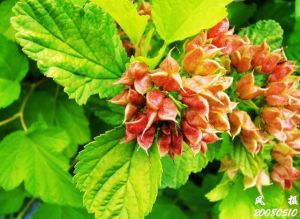 金葉風箱果的果實