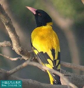 （圖）黑頭黃鸝