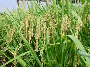 普通野生稻