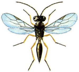 黍蚜繭蜂