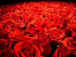 嬌艷欲滴 嬌艷欲滴