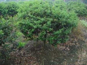 杜香葉海桐 杜香葉海桐