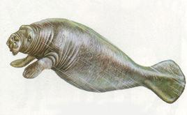 無齒大海牛 無齒大海牛