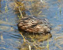 水老鼠[嚙齒類動物]