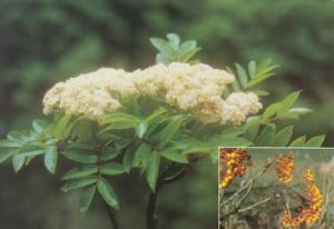 植物資源工程 植物資源工程